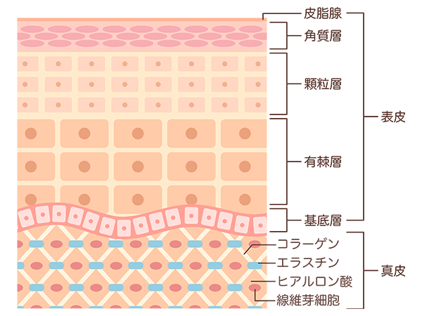 肌断面図