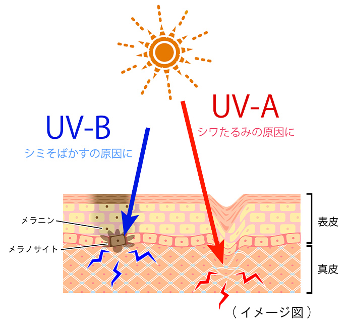 肌の断面図イメージ