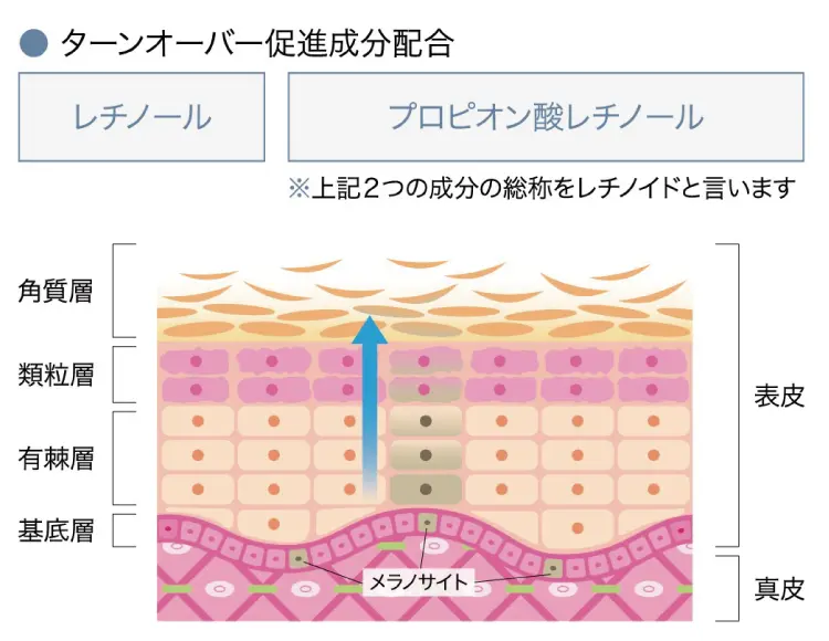 ターンオーバー促進成分配合