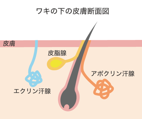ワキの下の皮膚断面図