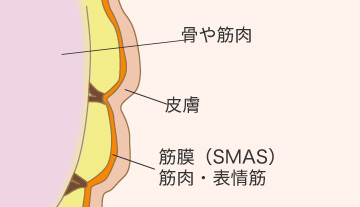 「SMAS法」