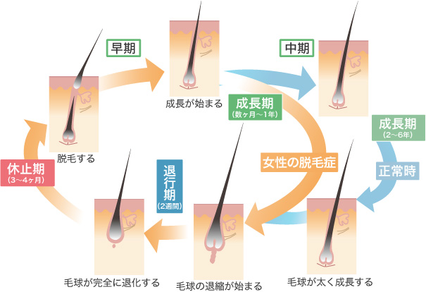 ヘアサイクルとは