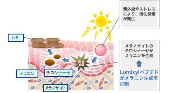 シミの原因「チロシナーゼ」の働きを抑制