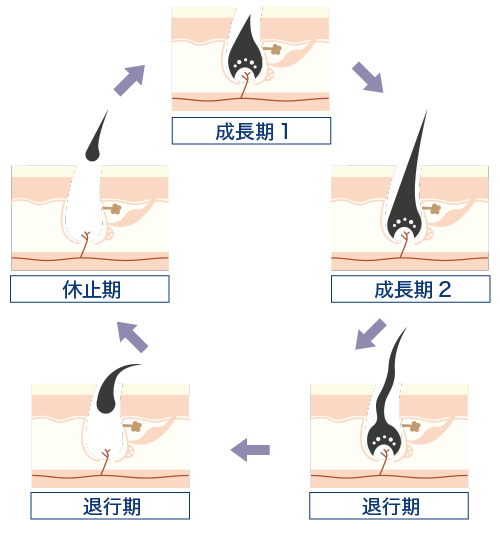 毛髪サイクル