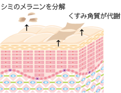 メラニンの分解